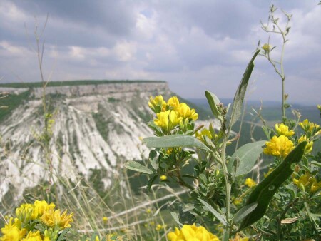 Цветы на Чуфут Кале
