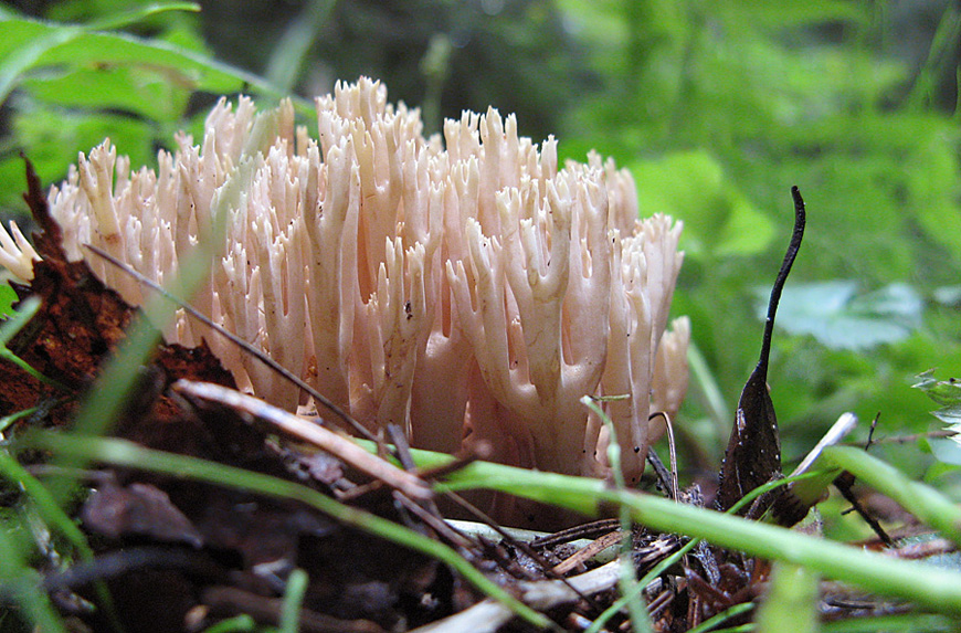 Artomyces pyxidatus