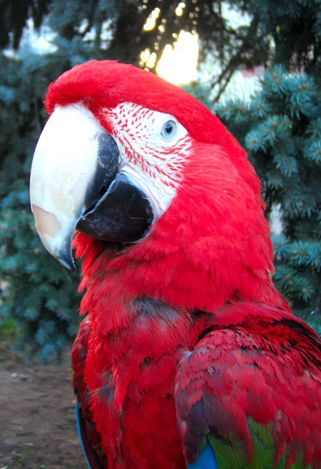 ==Parrot==
