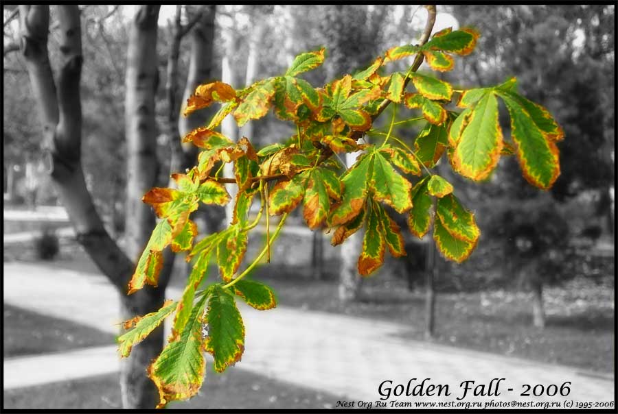 Golden Fall