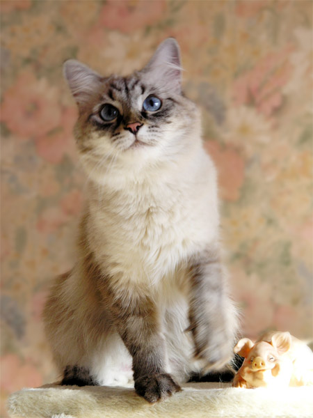 Dasha