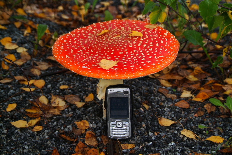 N70