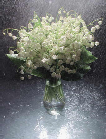 Ландыши...,мокрые... 