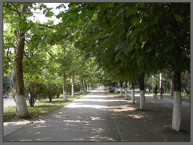 Аллея в нашем парке