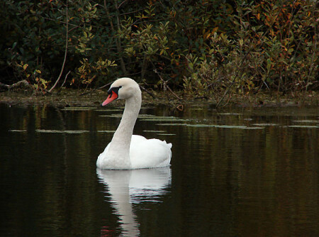 Белая птица