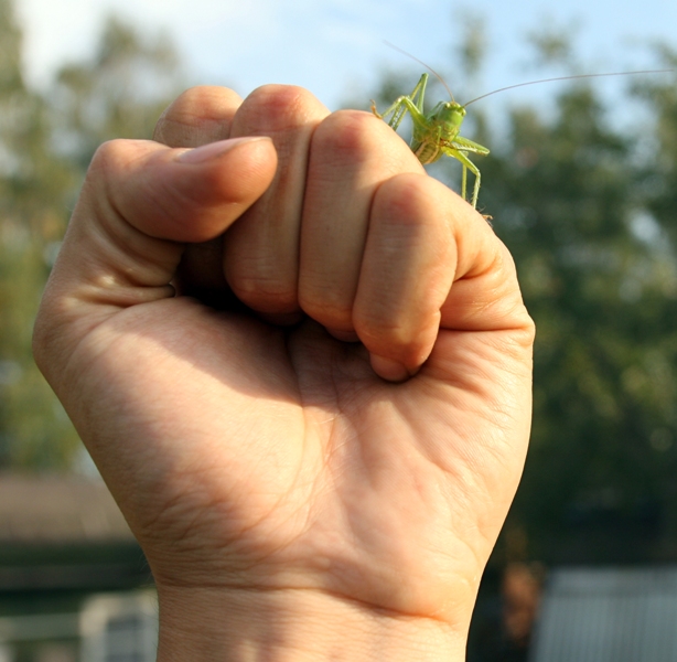 insect