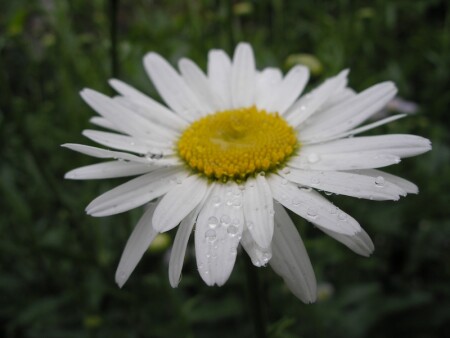 Ромашка под дождём.