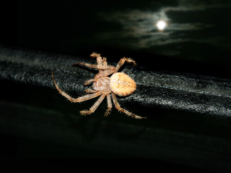 Ночной Дозор 