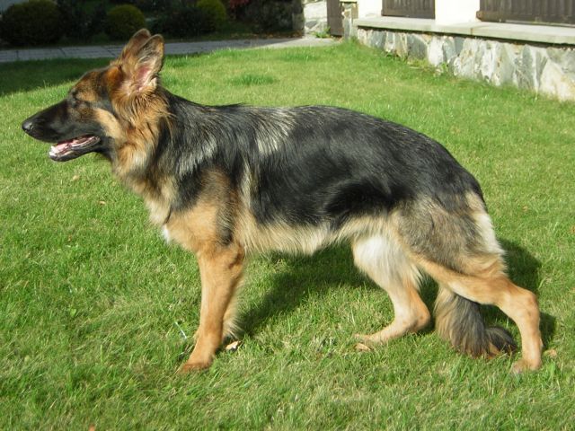 my dog