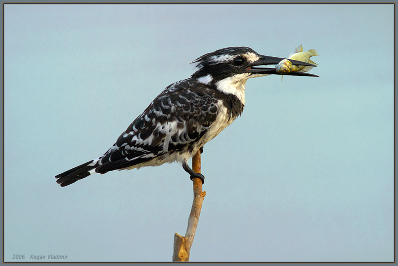 Morning Delicacy of Kingfisher 