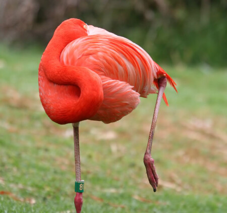 10636 Pink flamingo dreams