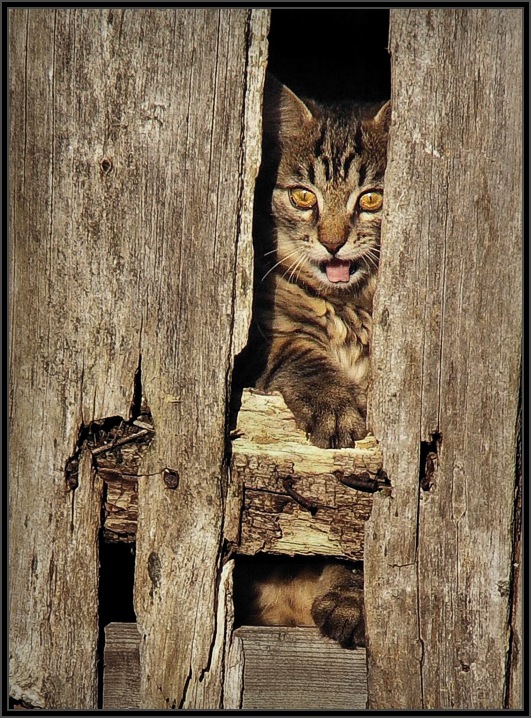 бешеный кот
