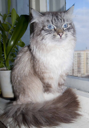 Котик на окне :)