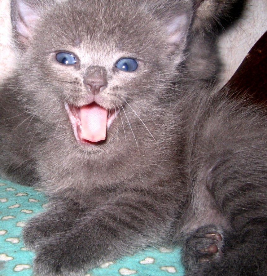 Котёнок