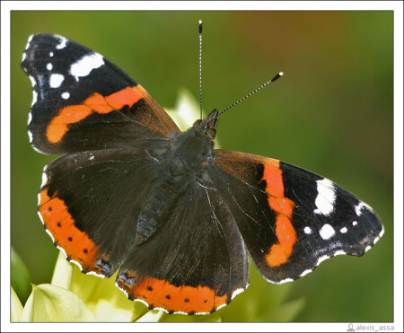 Адмирал (Vanessa atalanta)