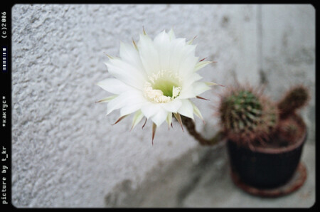 Цветок кактуса