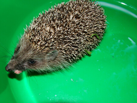 Тот самый ёж