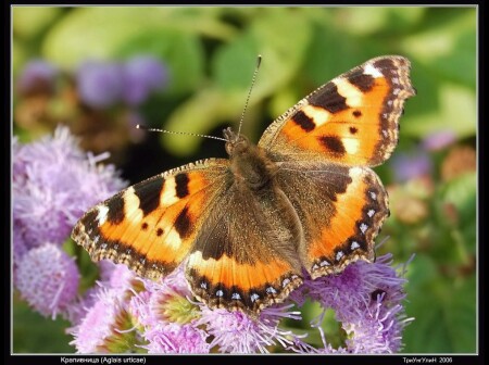 Крапивница (Aglais urticae)