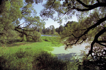 Старый пруд