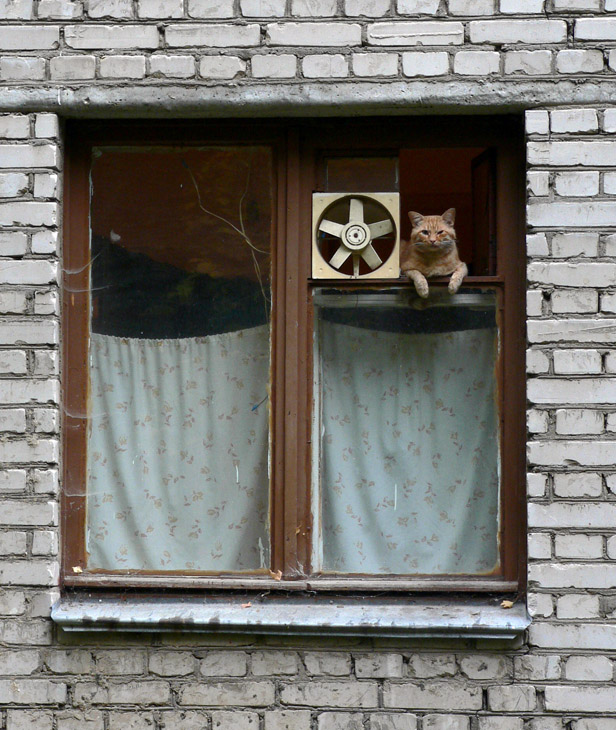КОТ в законе