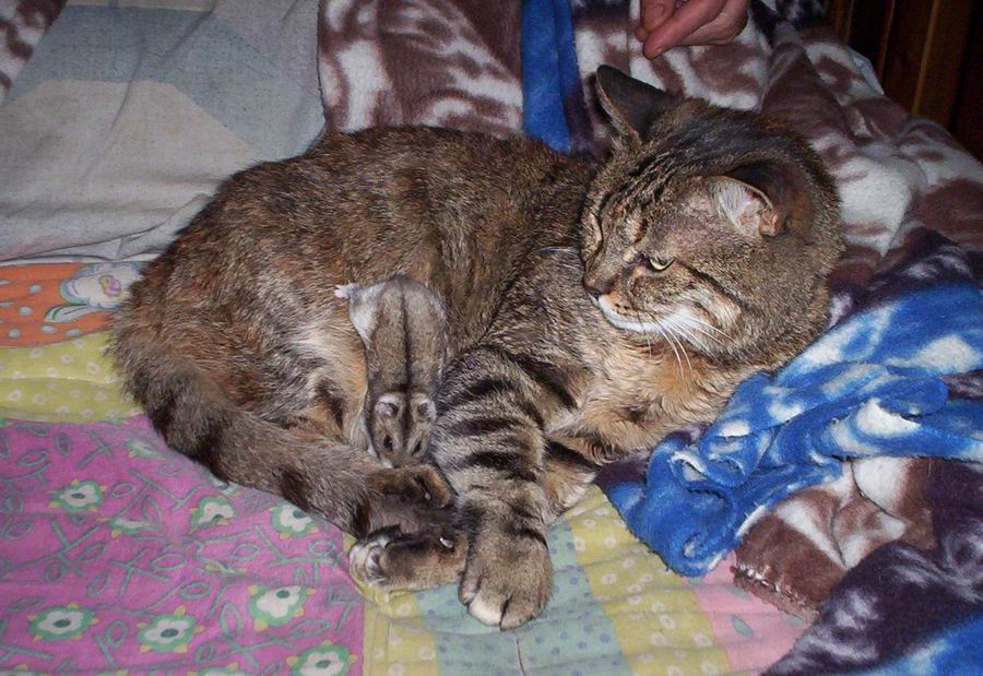 мда...на котенка ты не похож, малыш....