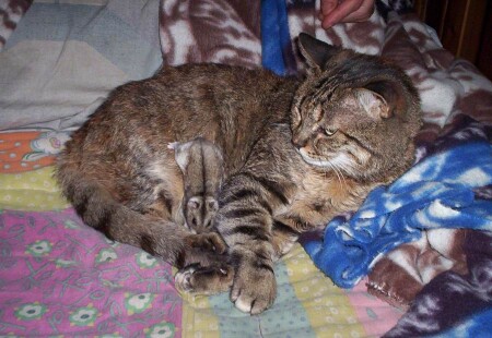 мда...на котенка ты не похож, малыш....