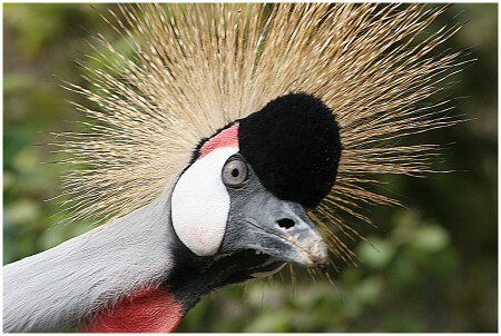 Любопытный