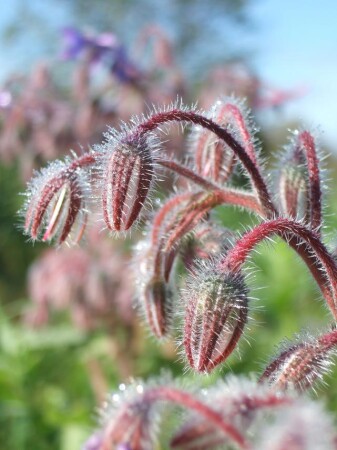 подогуречник