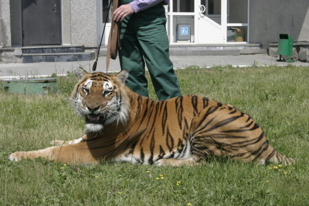 Самый добрый тигр