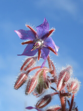 подогуречник2