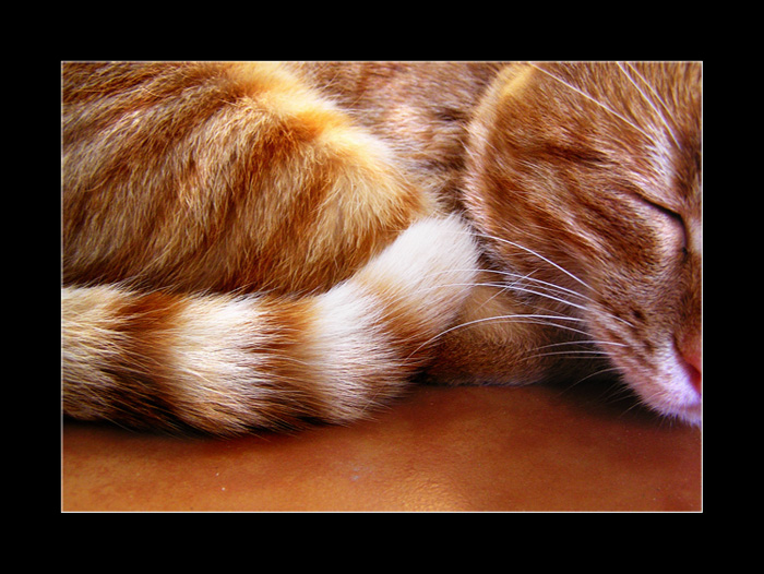 кусочек рыжего кота