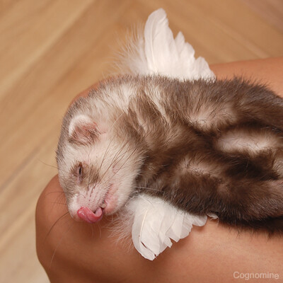 Домашний ангел =)