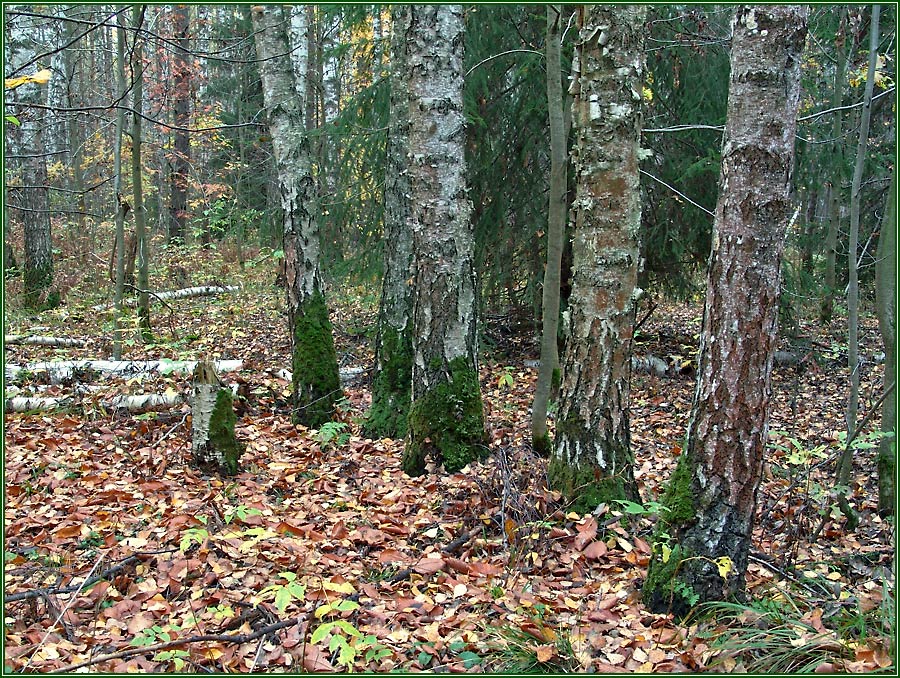 Лицо осени (3)