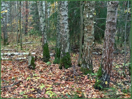 Лицо осени (3)