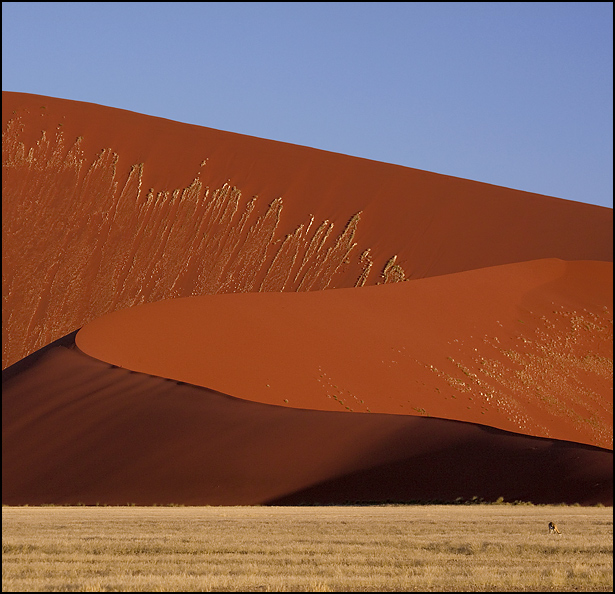 Орикс на фоне красных песчаных дюн. Sossusvlei, Namibia