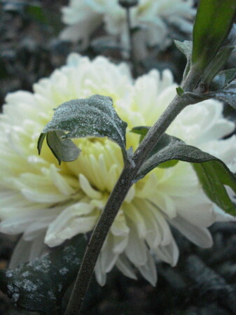 Морозное утро...