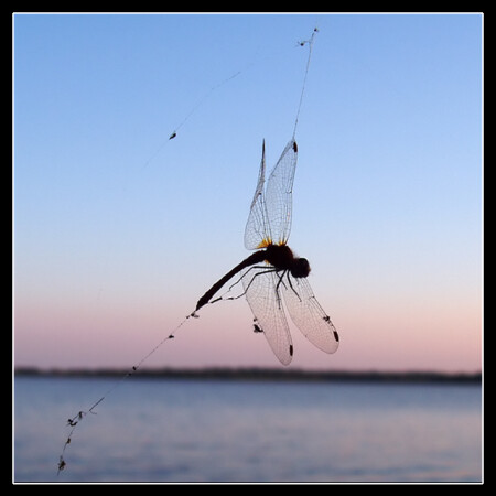 Жизнь на волоске...