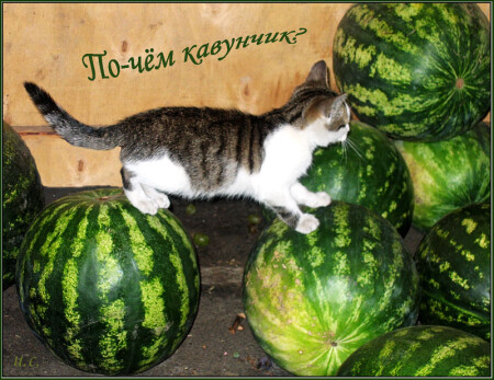 Почем арбузик?