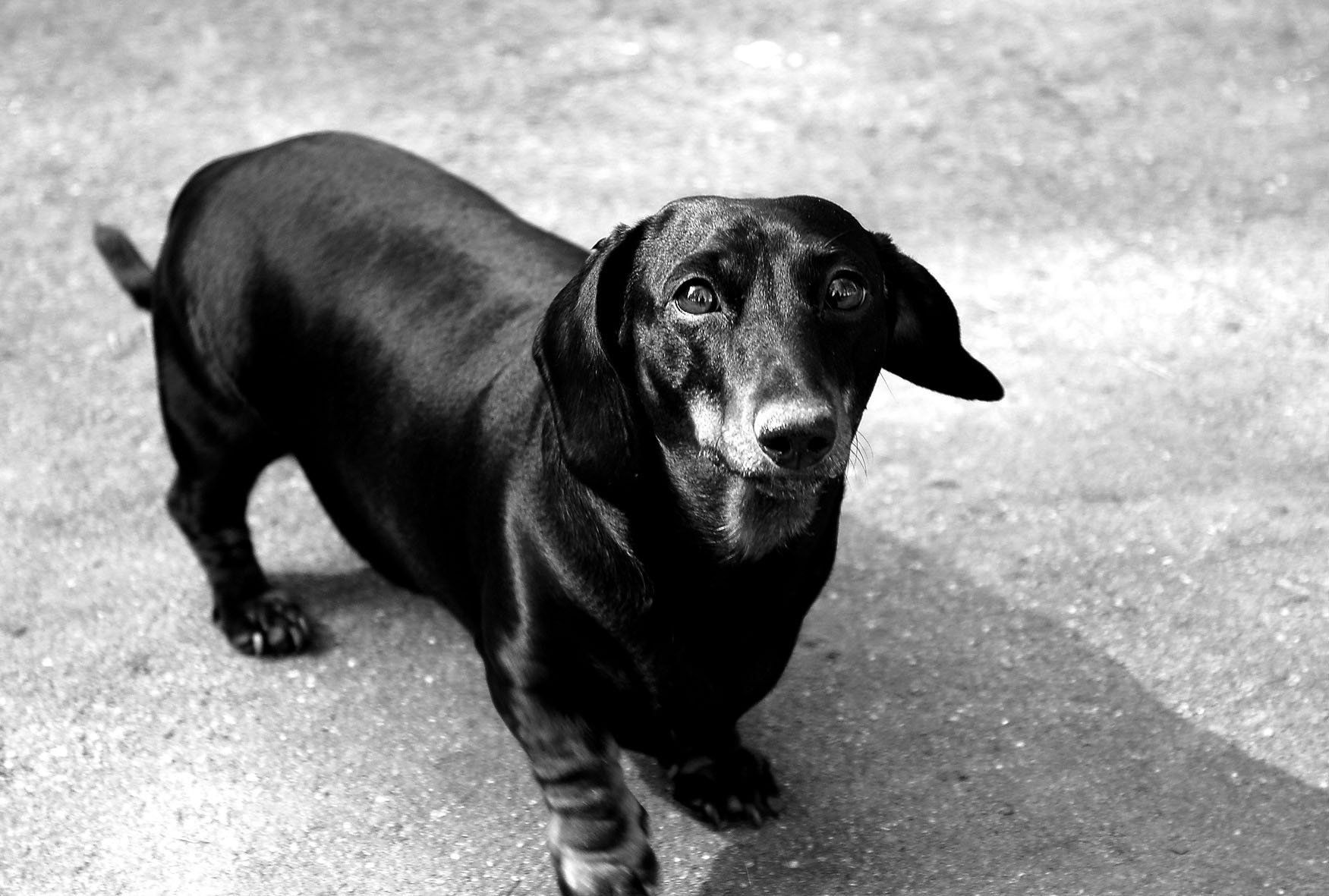 Dachshund
