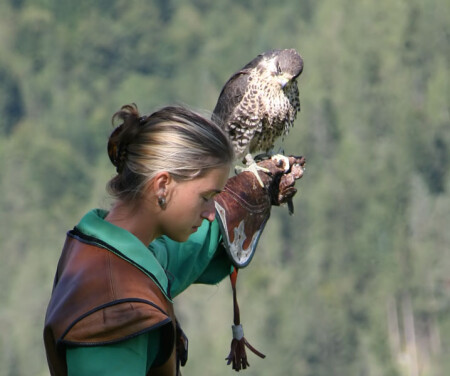 22574 Falcon Show