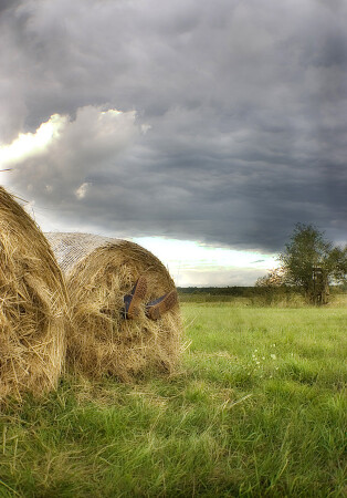 утро колхозника