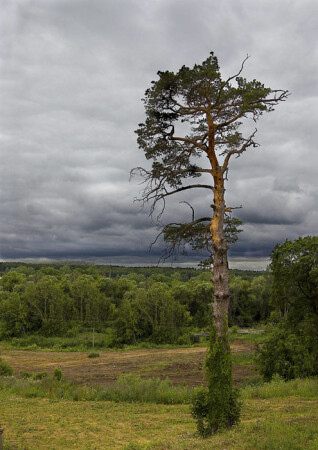 Одинокий пастух