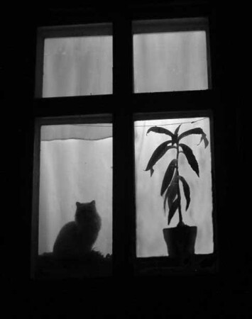 Цветок и кошка