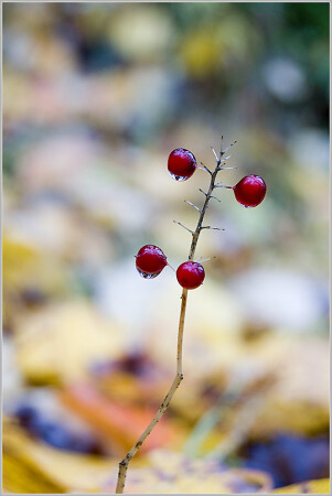 Лесная ягода