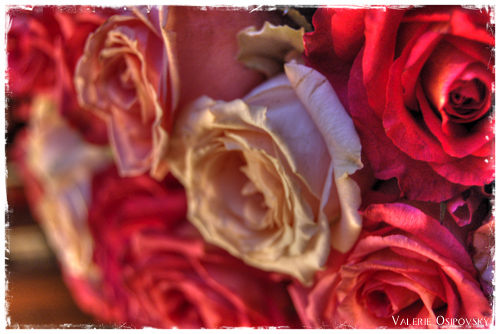 Roses are dead