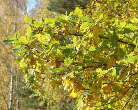 Краски осени (2)
