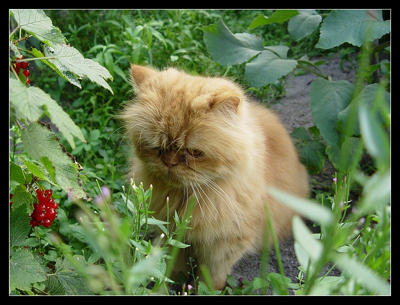 КОТ