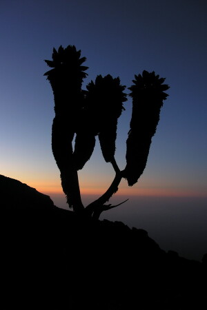 Силуэт на склоне