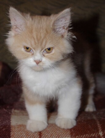 ...минутку, я думаю...