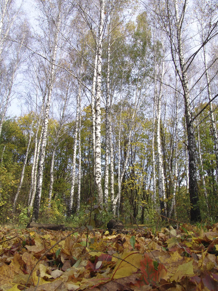 Осенний день